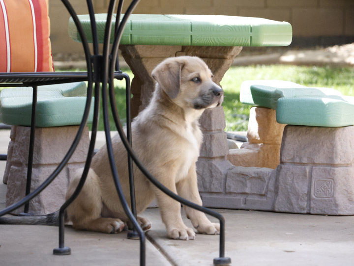 chinook dog